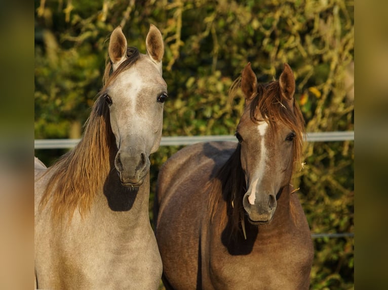 Arabian horses Mare 2 years 15 hh Grey in Gem&#xFC;nden (Felda)