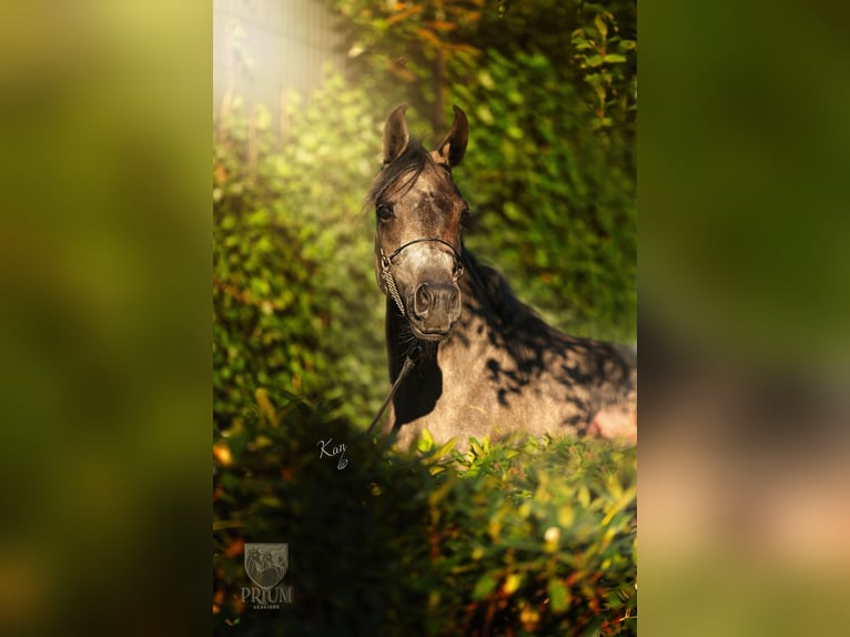 Arabian horses Mare 2 years 15 hh Grey-Fleabitten in Uddel