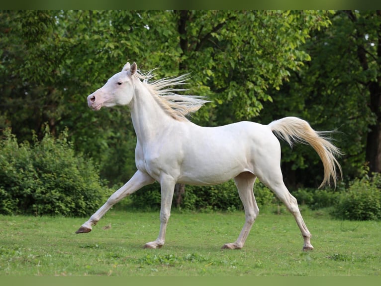 Arabian horses Mare 2 years 15 hh White in Baulon