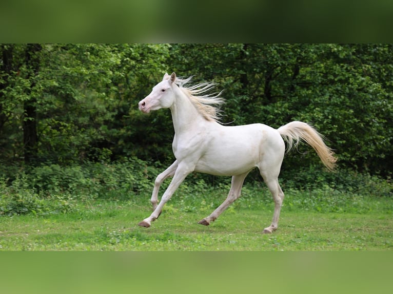 Arabian horses Mare 2 years 15 hh White in Baulon