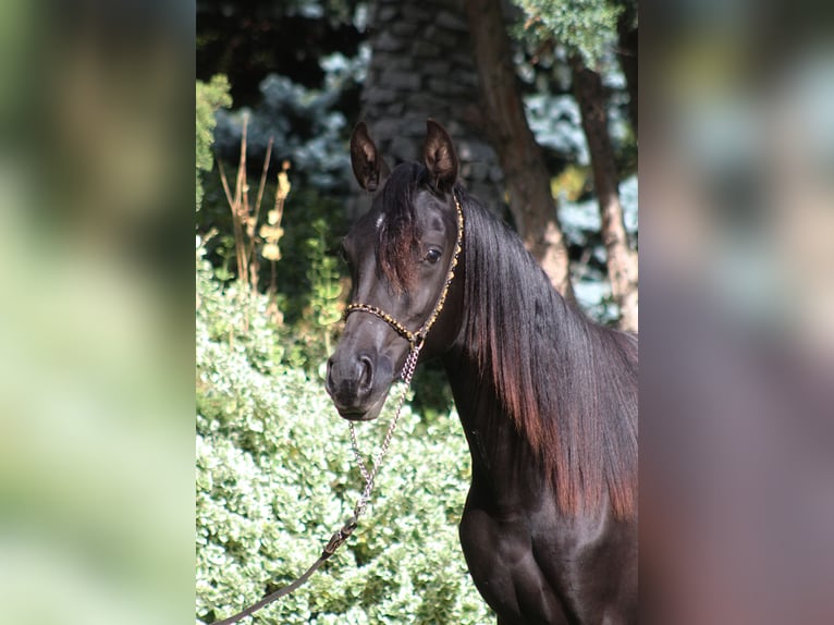 Arabian horses Mare 2 years 15,1 hh Black in Santok