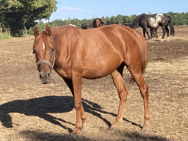 Arabian horses Mare 2 years 15,1 hh Chestnut-Red in Theras