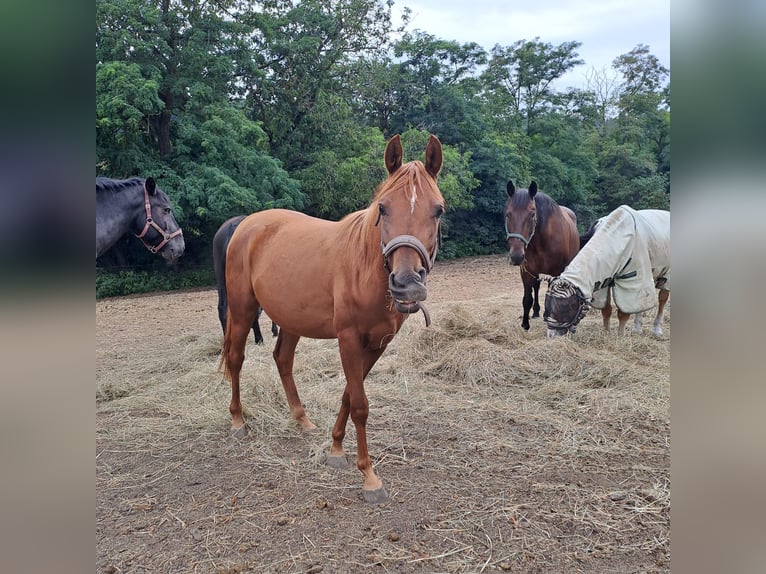 Arabian horses Mare 2 years 15,1 hh Chestnut-Red in Theras