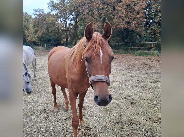 Arabian horses Mare 2 years 15,1 hh Chestnut-Red in Theras