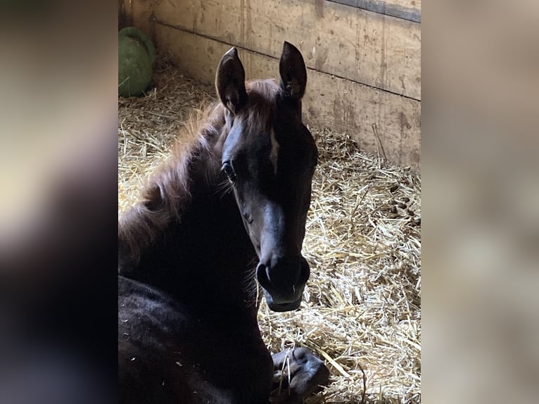 Arabian horses Mare 2 years 15,1 hh Chestnut-Red in Theras