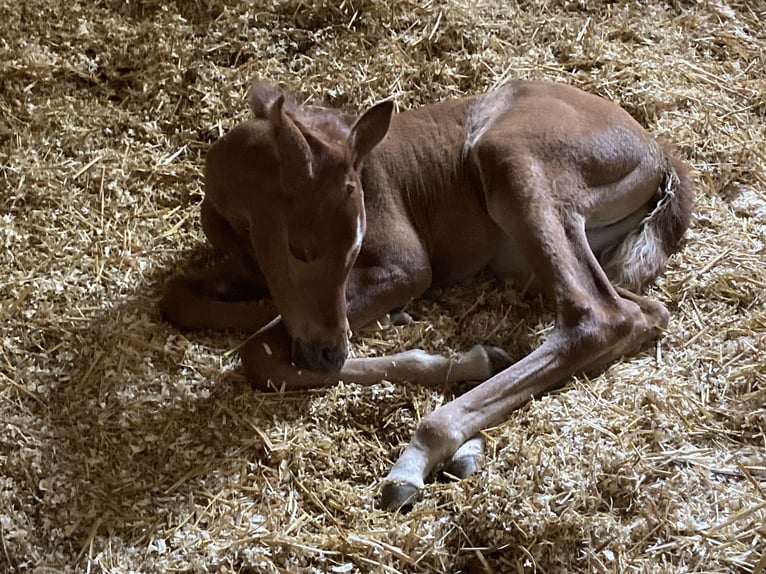 Arabian horses Mare 2 years 15,1 hh Chestnut-Red in Theras