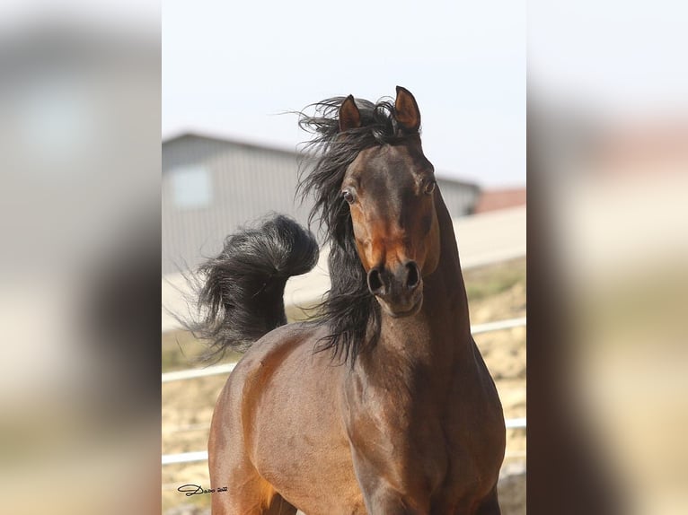 Arabian horses Mare 2 years 15,1 hh Chestnut-Red in Theras
