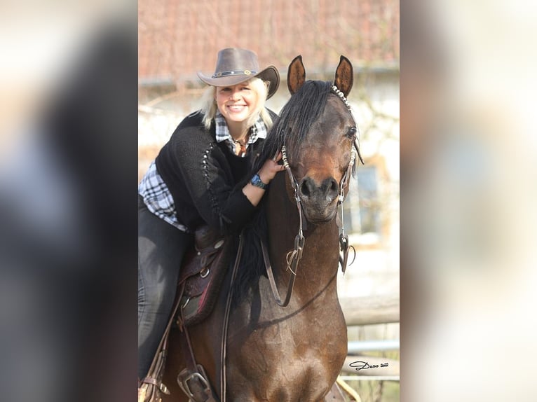 Arabian horses Mare 2 years 15,1 hh Chestnut-Red in Theras