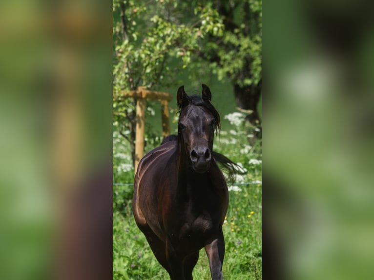Arabian horses Mare 2 years 15,2 hh Bay-Dark in TambergauHinterstoder