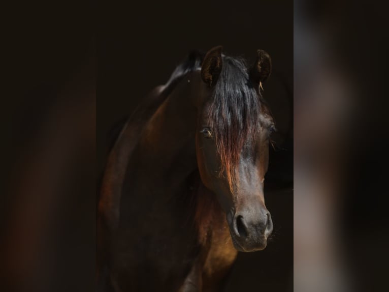 Arabian horses Mare 2 years 15,2 hh Bay-Dark in TambergauHinterstoder