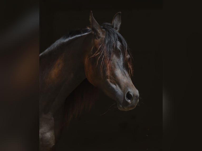 Arabian horses Mare 2 years 15,2 hh Bay-Dark in TambergauHinterstoder