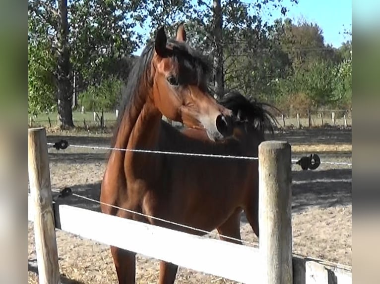 Arabian horses Mare 2 years Bay in Bordeaux