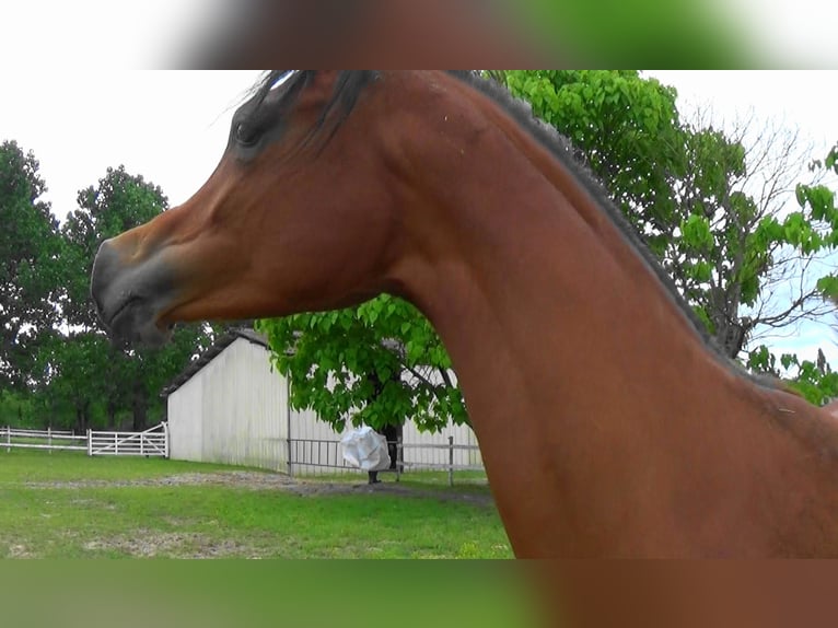 Arabian horses Mare 2 years Bay in Bordeaux