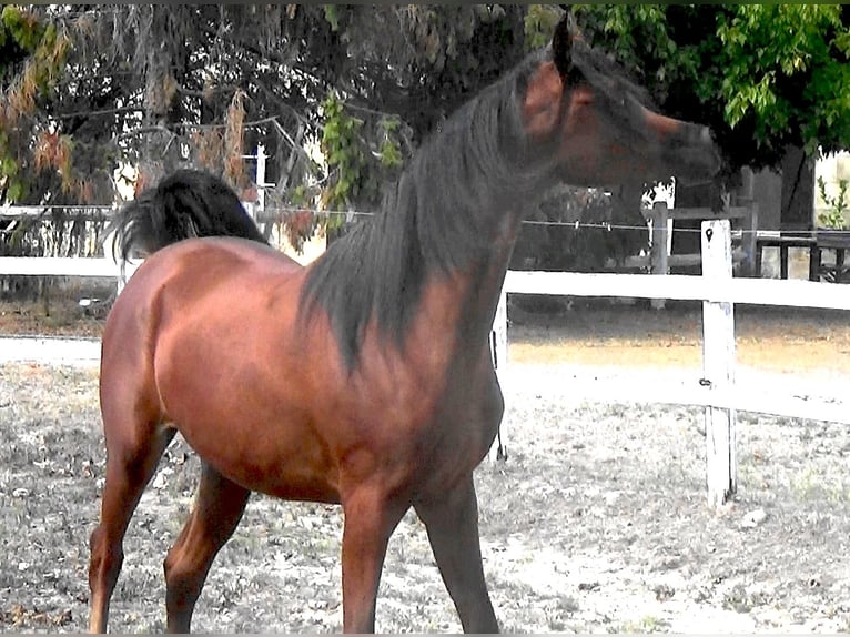 Arabian horses Mare 2 years Bay in Bordeaux