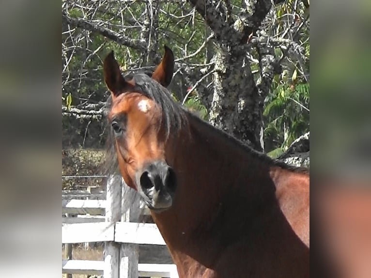 Arabian horses Mare 2 years Bay in Bordeaux