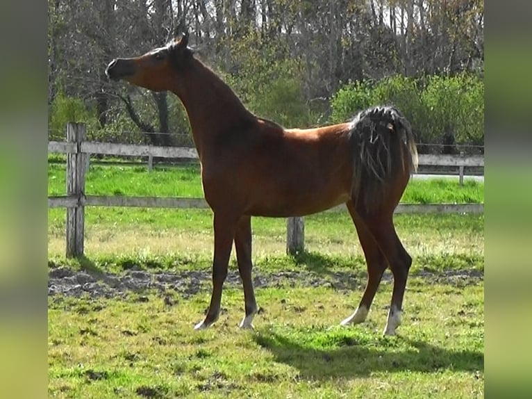 Arabian horses Mare 2 years Bay in Bordeaux
