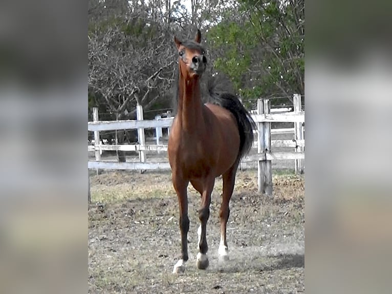 Arabian horses Mare 2 years Bay in Bordeaux