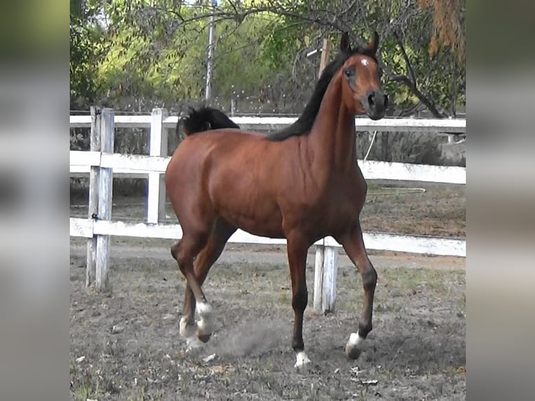 Arabian horses Mare 2 years Bay in Bordeaux