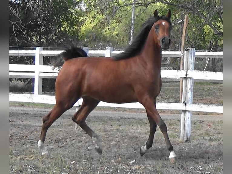 Arabian horses Mare 2 years Bay in Bordeaux