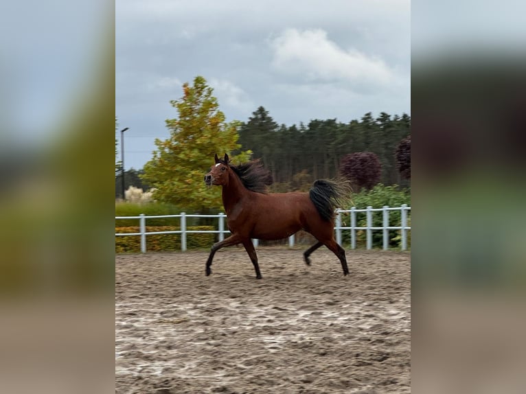 Arabian horses Mare 2 years Bay in Chachalnia