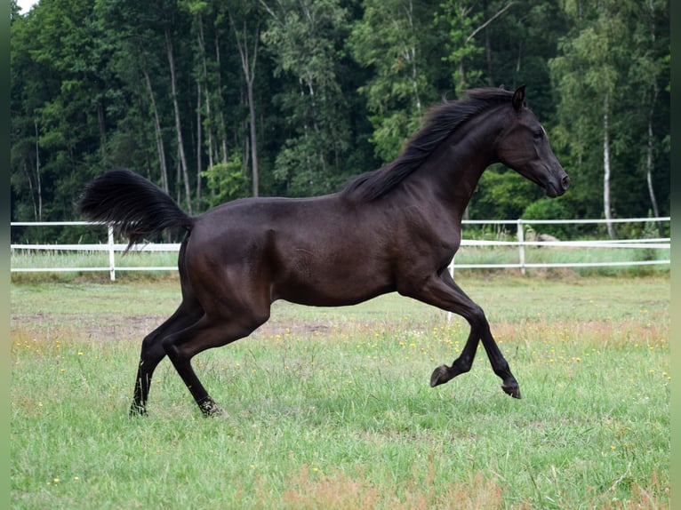 Arabian horses Mare 2 years Black in Zawidz Ko&#x15B;cielny