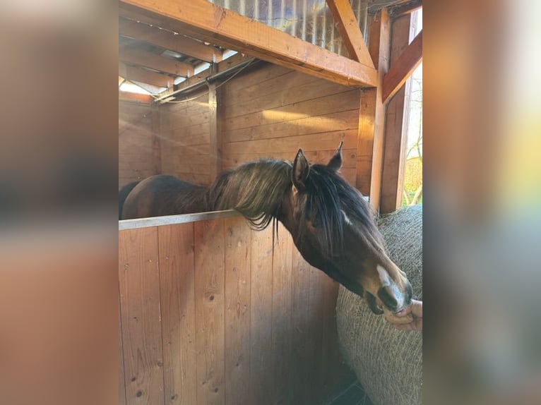Arabian horses Mare 2 years Brown in Harsum