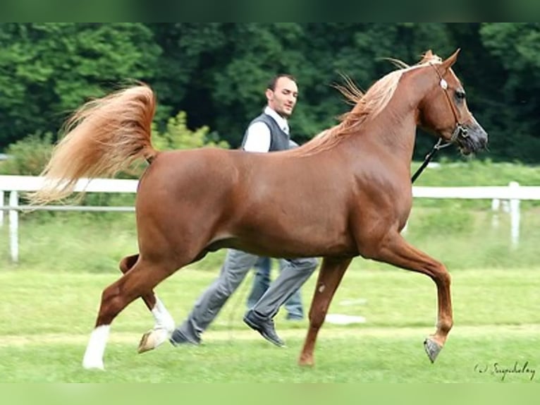 Arabian horses Mare 2 years Brown in Büren