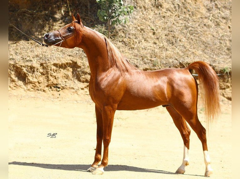 Arabian horses Mare 2 years Brown in Büren