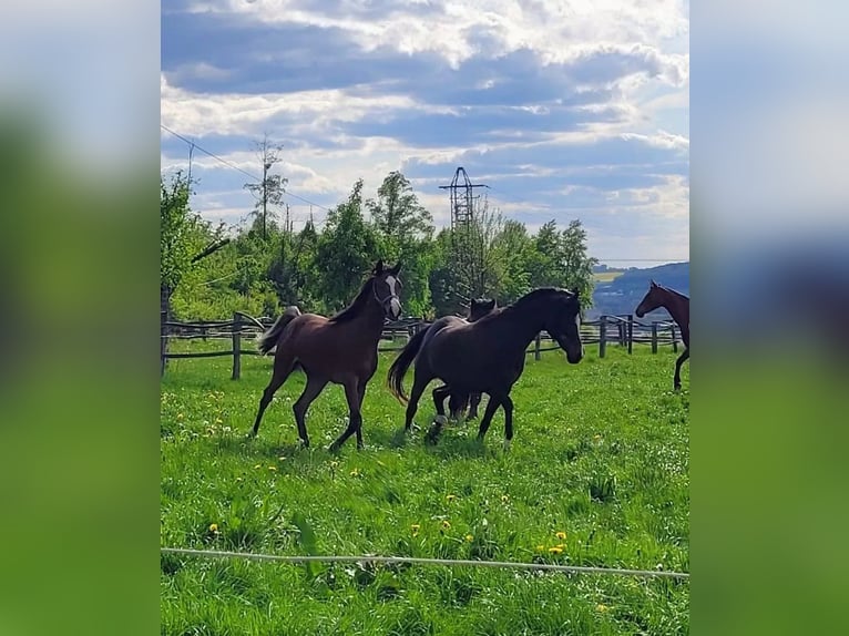 Arabian horses Mare 2 years Brown in Büren