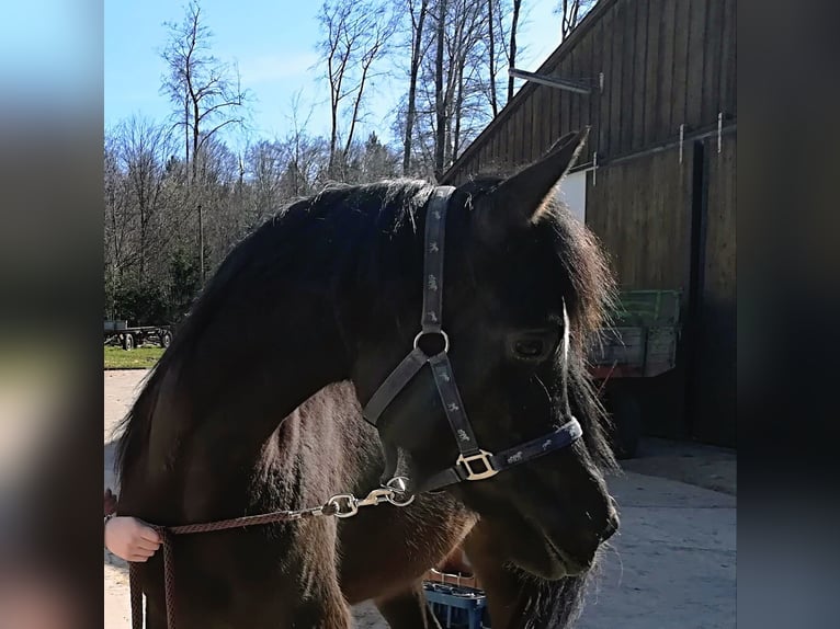 Arabian horses Mare 2 years Brown in Büren