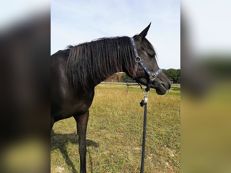 Arabian horses Mare 2 years Brown in Büren