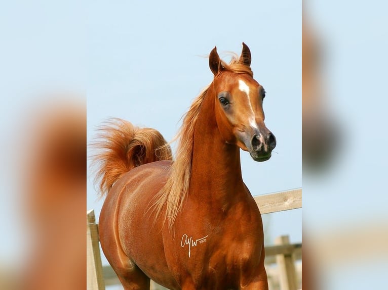 Arabian horses Mare 2 years Brown in Büren