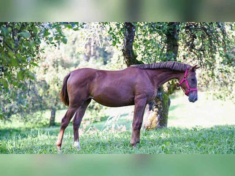 Arabian horses Mare 2 years Chestnut in Jovariškės