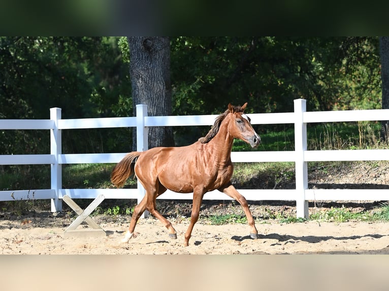 Arabian horses Mare 2 years Chestnut in Jovariškės