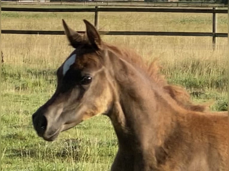 Arabian horses Mare 2 years Chestnut-Red in Großenkneten