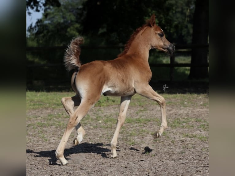 Arabian horses Mare 2 years Chestnut-Red in Großenkneten