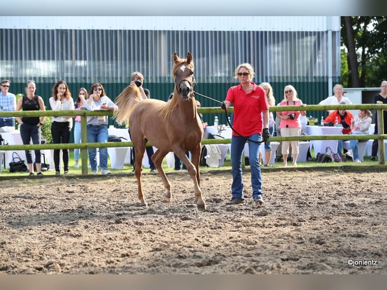 Arabian horses Mare 2 years Chestnut-Red in Großenkneten