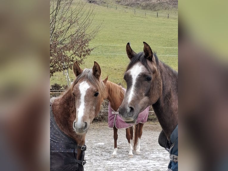 Arabian horses Mare 2 years Gray in Reichraming