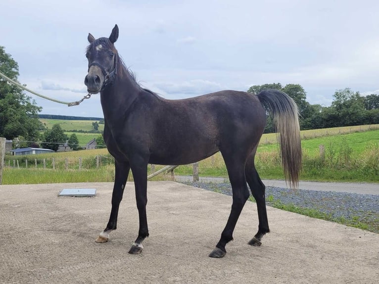 Arabian horses Mare 2 years Gray-Dark-Tan in Province du Luxembourg