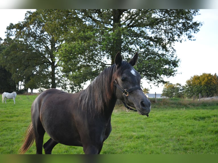 Arabian horses Mare 2 years Gray-Dark-Tan in Province du Luxembourg