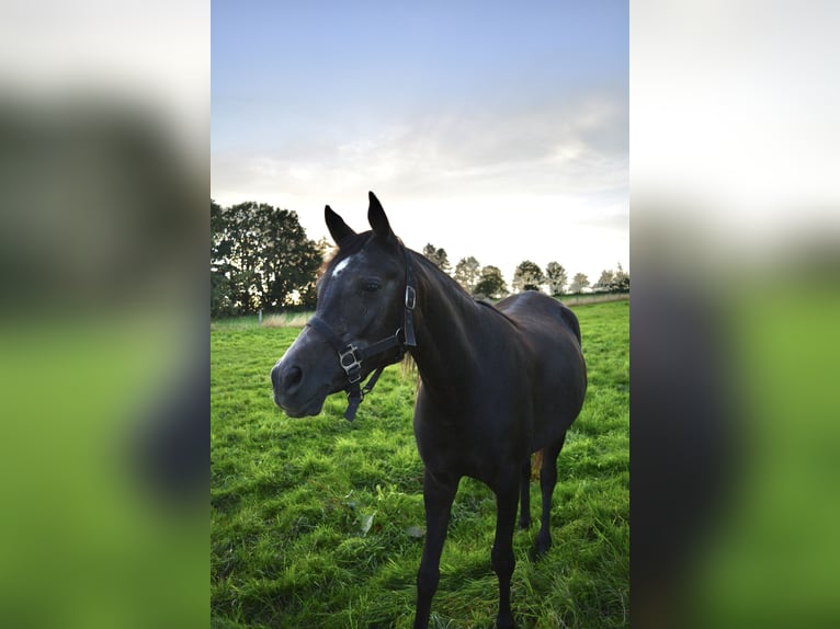 Arabian horses Mare 2 years Gray-Dark-Tan in Province du Luxembourg