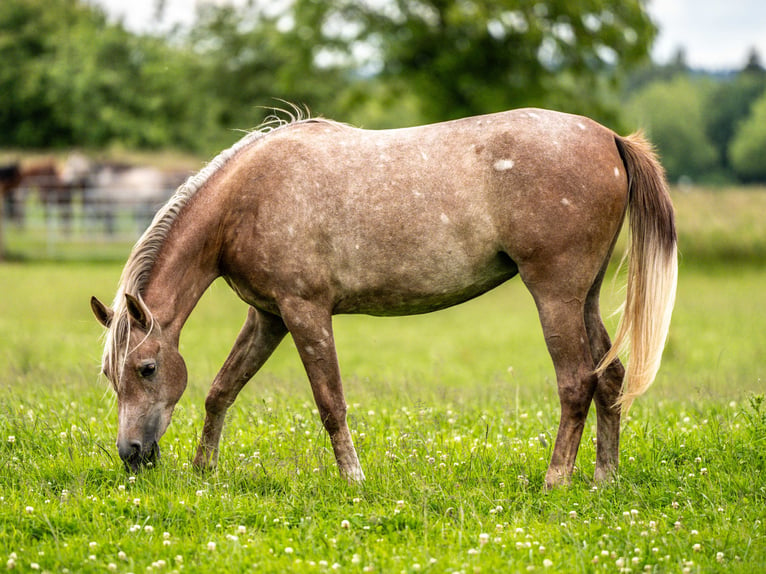 Arabian horses Mare 2 years Gray in Herzberg am Harz