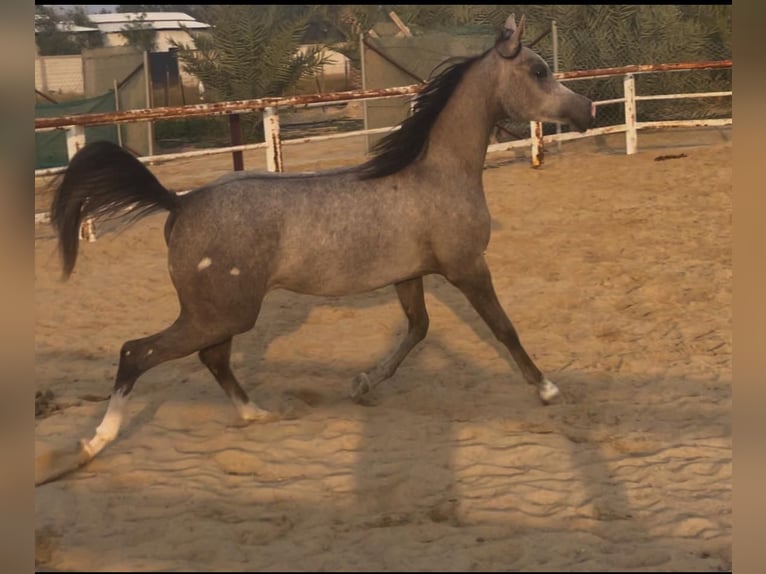 Arabian horses Mare 2 years in Leicester