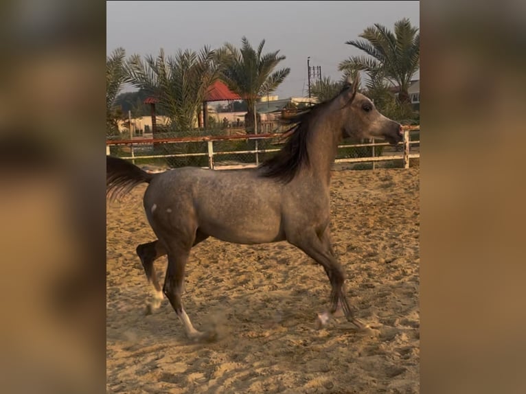 Arabian horses Mare 2 years in Leicester