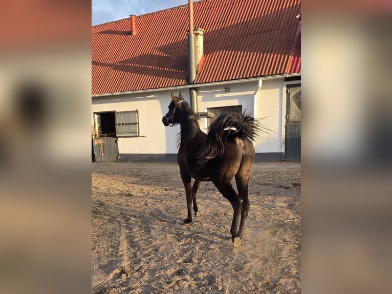 Arabian horses Mare 2 years Smoky-Black in Sąpolno