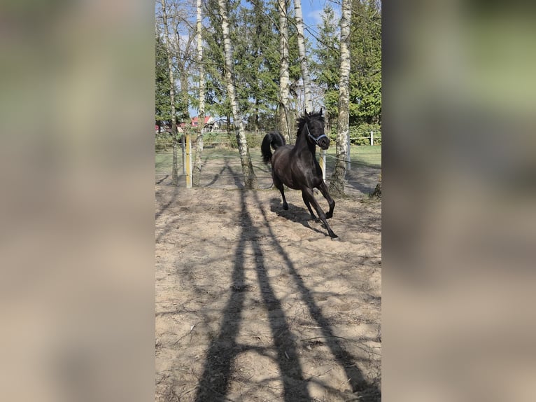 Arabian horses Mare 2 years Smoky-Black in Sąpolno