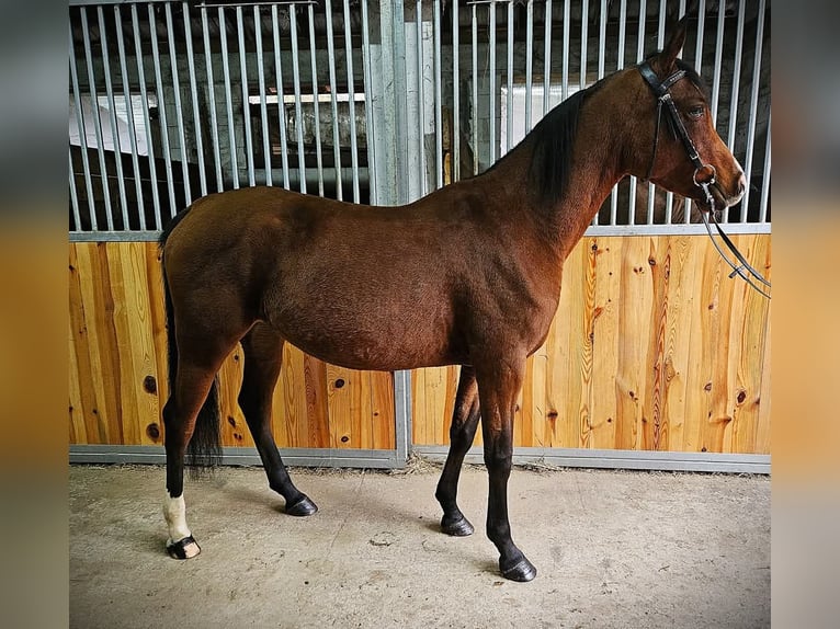 Arabian horses Mare 3 years 14,1 hh Brown in Mokrzyska