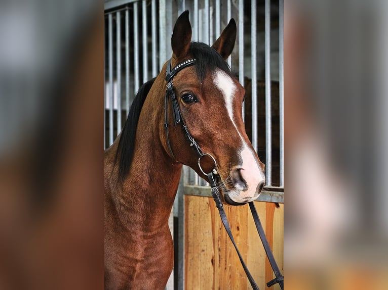 Arabian horses Mare 3 years 14,1 hh Brown in Mokrzyska