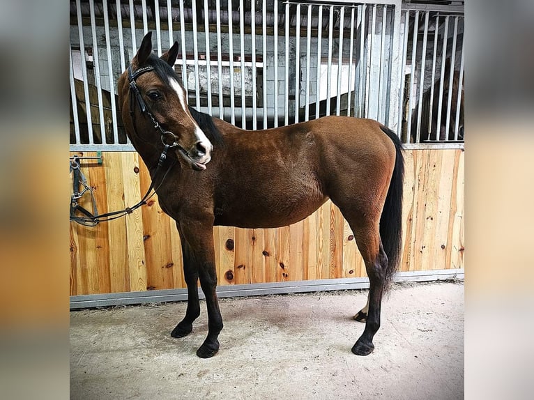 Arabian horses Mare 3 years 14,1 hh Brown in Mokrzyska