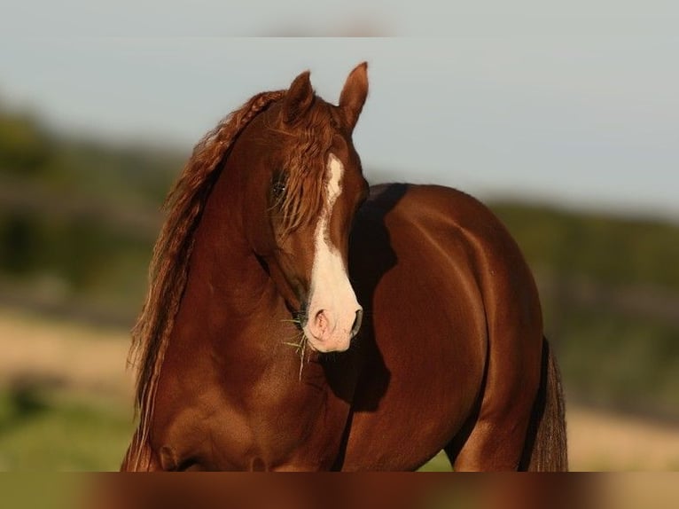 Arabian horses Mare 3 years 14,1 hh Chestnut in Jelling